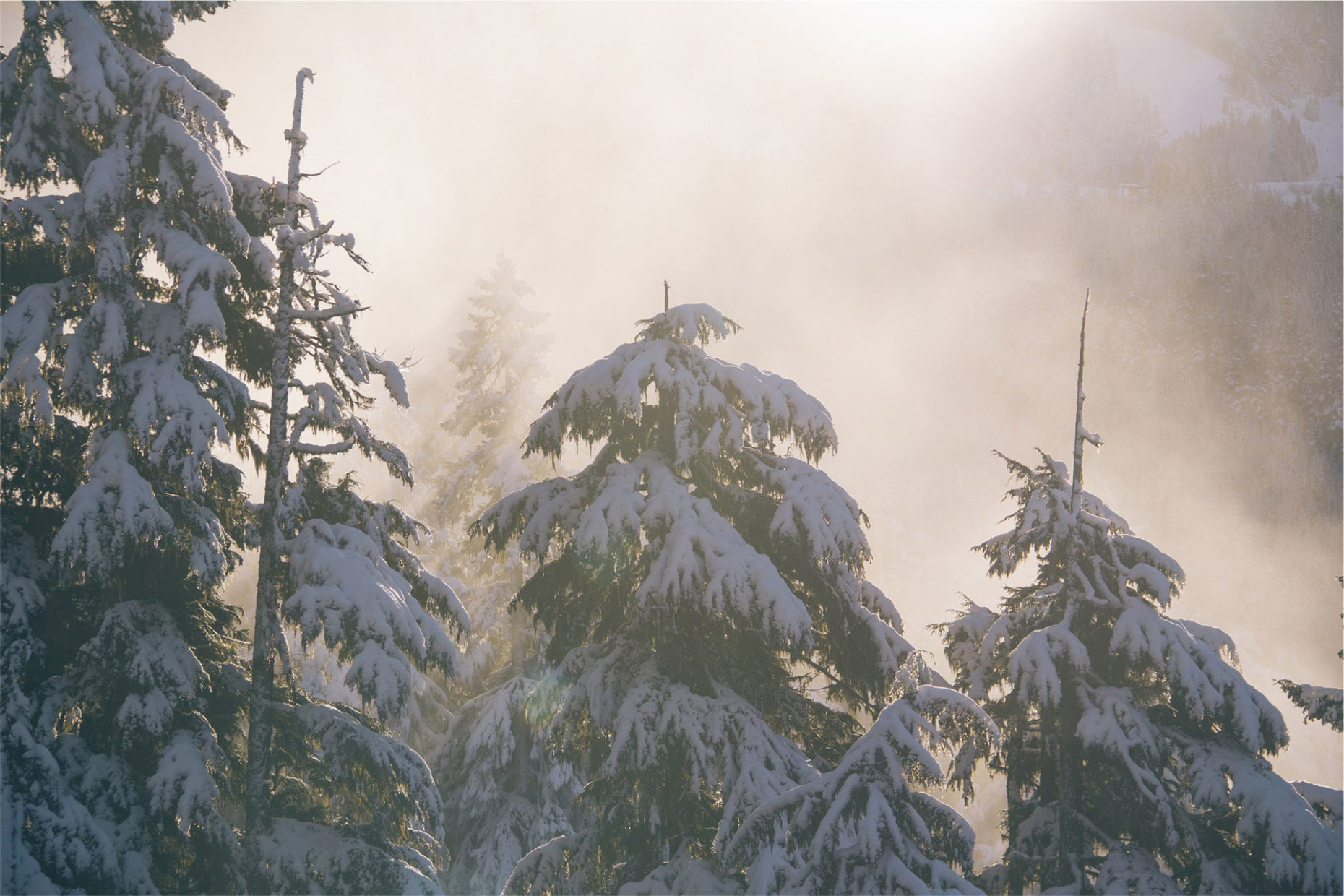 Snow on pine trees - Using a Calendar for Content Idea Generation